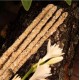 Incienso Sahumerio Botánico Nardo Olíbano Sagrada Madre