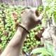 Pulsera Elástica Ojo de Tigre 6 mm