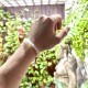 Pulsera Elástica Piedra Luna 6 mm