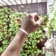 Pulsera Elástica Selenita 6 mm