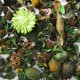 Potpurri Aromático Manzana Verde con Flor 200 grs